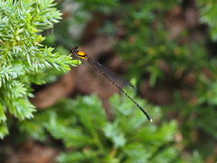Prodasineura croconota