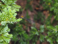 Prodasineura croconota