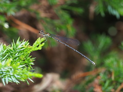 Prodasineura croconota