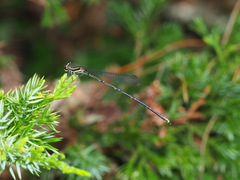 Prodasineura croconota