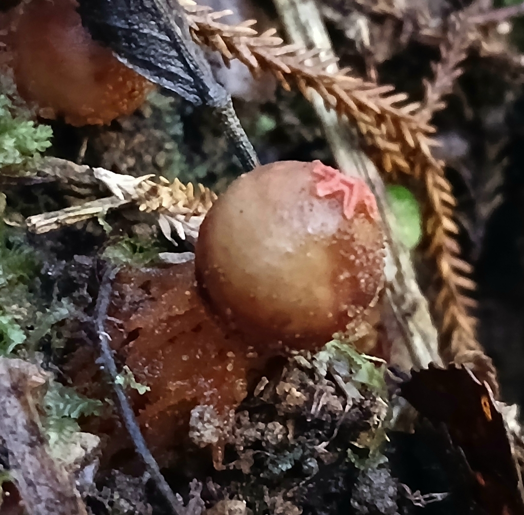Calostoma rodwayi · April 2025 · photo: © claire_grace83 (iNaturalist, cc-by)