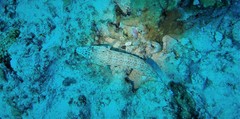 Parapercis clathrata