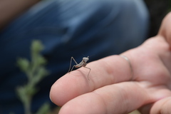 Bolivaria brachyptera