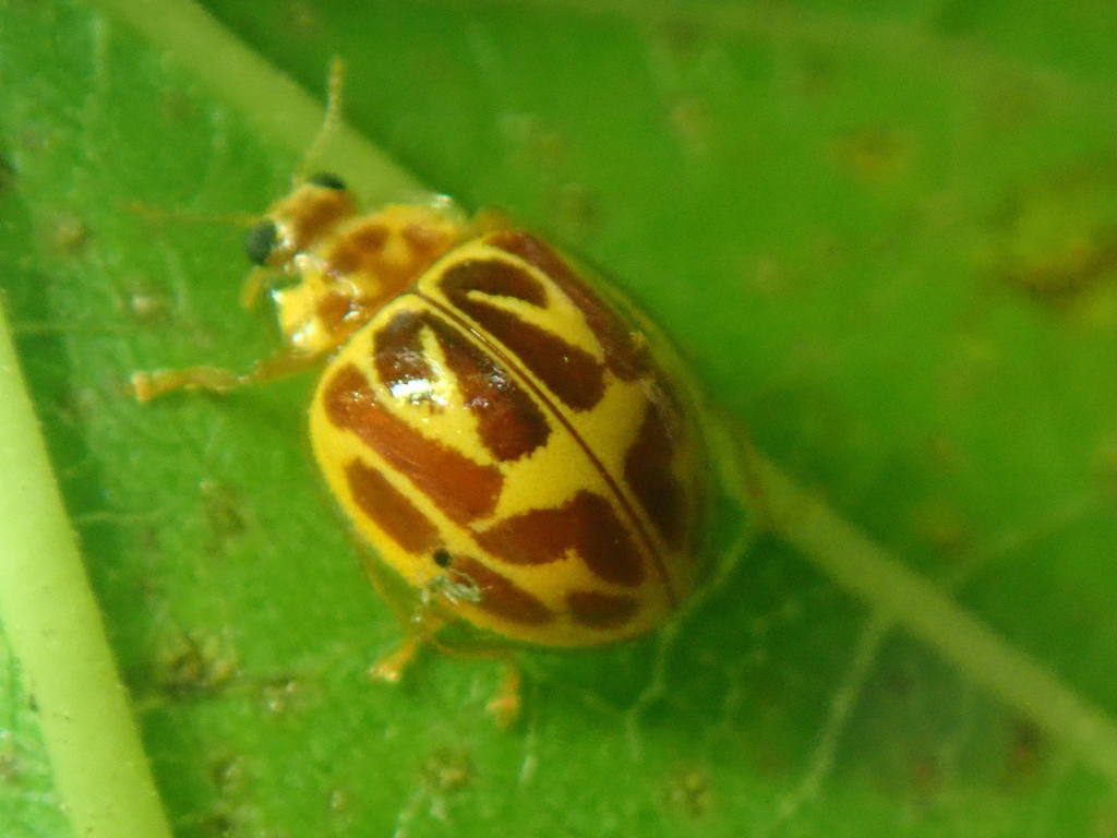 Psyllobora rufosignata