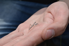 Bolivaria brachyptera