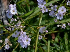 Gypsophila