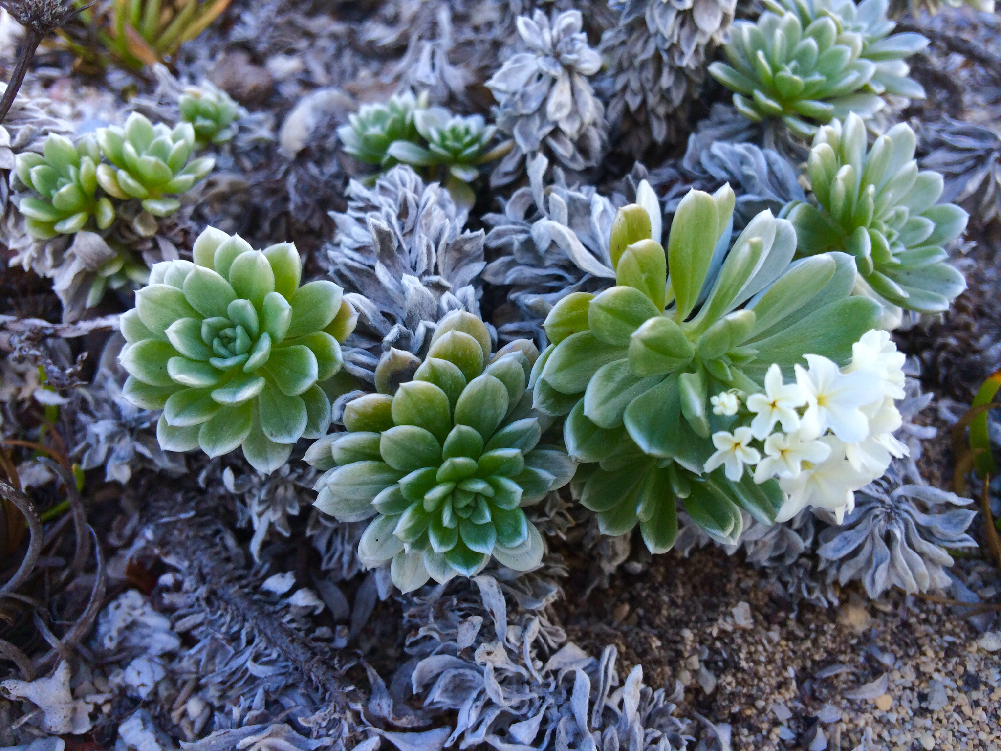 Heliotropium anomalum