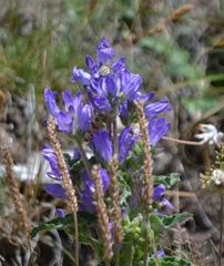 Campanula spicata