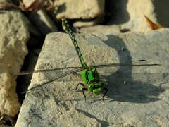 Ophiogomphus obscurus