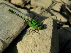 Ophiogomphus obscurus
