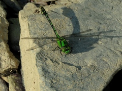 Ophiogomphus obscurus