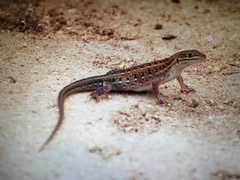 Meroles squamulosus