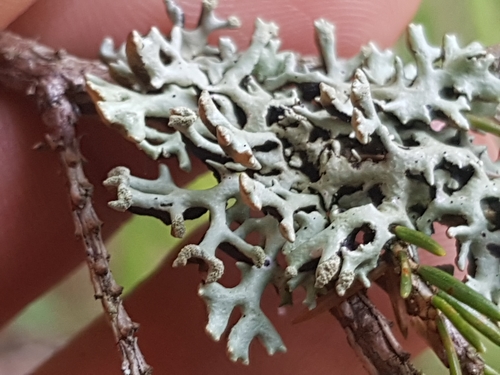 Powder-headed Tube Lichen