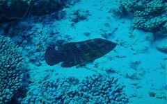 Cephalopholis cyanostigma