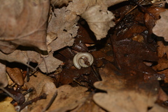 Pachyiulus krivolutskyi