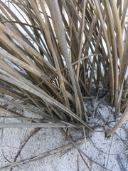 Pseudomaenas alcidata