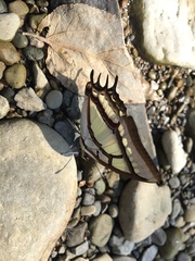 Polyura narcaea meghaduta