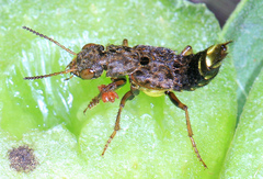 Ontholestes cingulatus