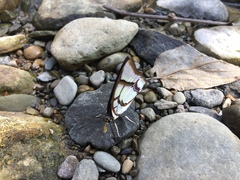Polyura narcaea meghaduta