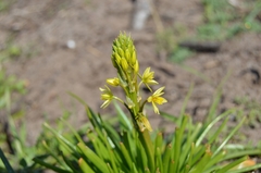 Bulbine annua