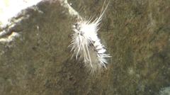 Halysidota tessellaris