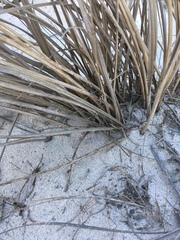 Pseudomaenas alcidata