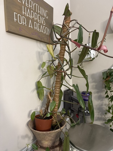 Hoya archboldiana C.Norman 4