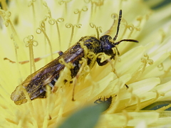 Tenthredo koehleri