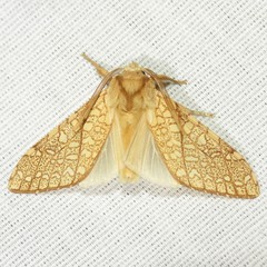 Lophocampa mixta