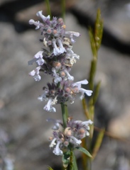 Nepeta nepetella