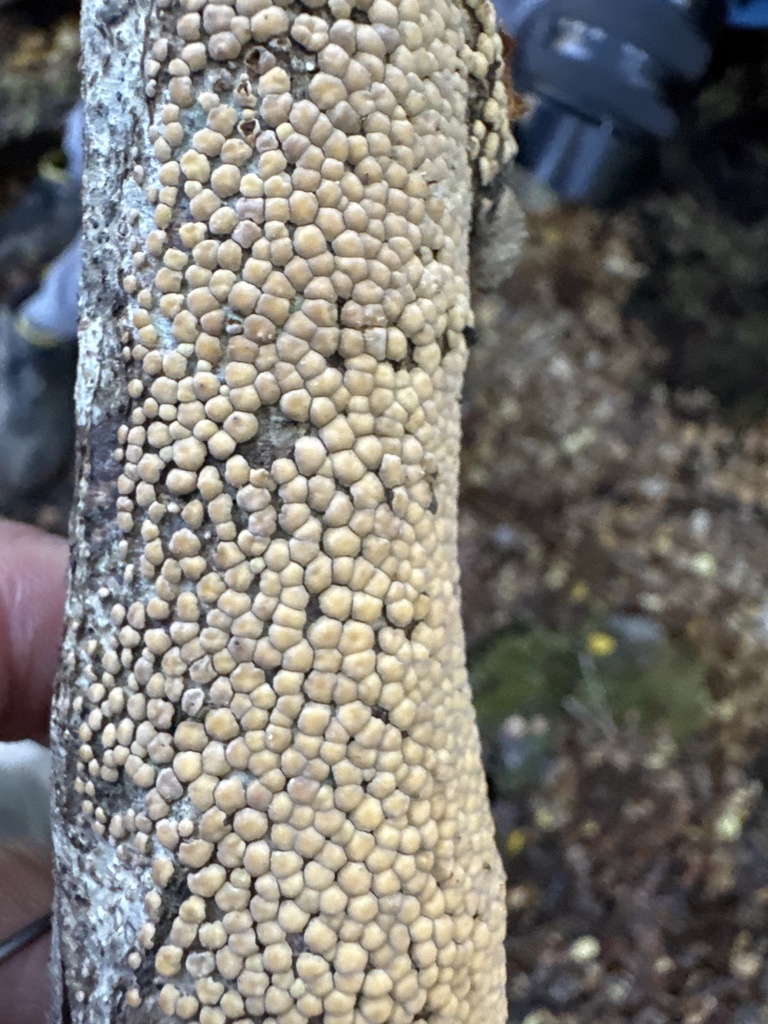 Aleurodiscus berggrenii · April 2025 · photo: © iandickie (iNaturalist, cc-by)