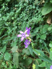 Campanula glomerata glomerata
