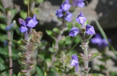 Scutellaria alpina