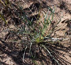 Cirsium pitcheri