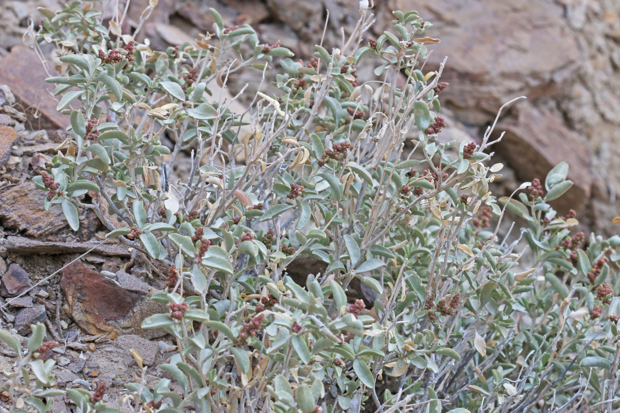 Atriplex garrettii