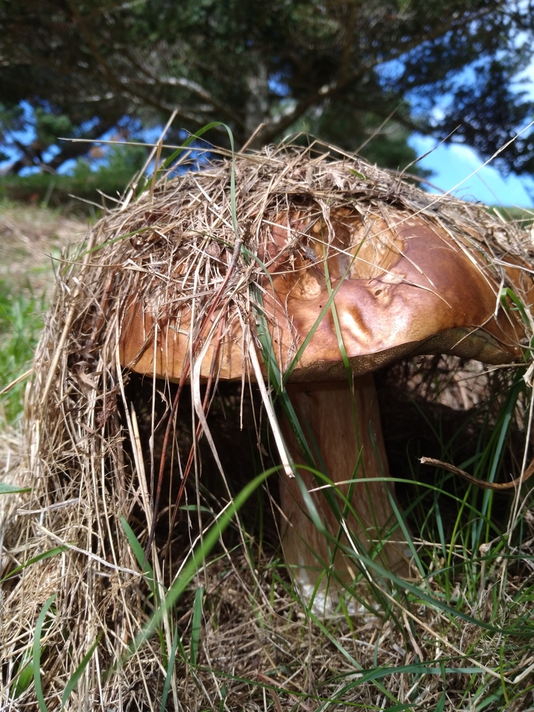 Boletus edulis · April 2025 · photo: © robert42956 (iNaturalist, CC)