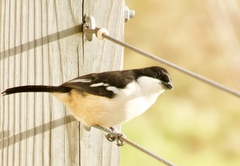 Laniarius ferrugineus