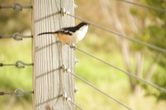 Laniarius ferrugineus