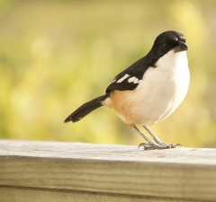 Laniarius ferrugineus
