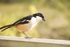 Laniarius ferrugineus