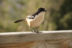 Laniarius ferrugineus