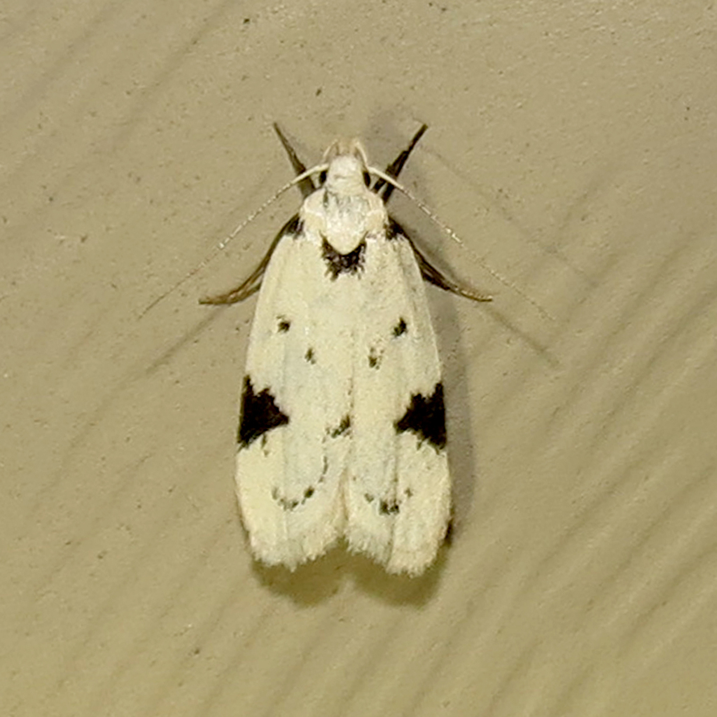 Black-marked Inga Moth