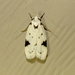 Black-marked Inga Moth - Photo (c) Audrey R. Hoff, some rights reserved (CC BY-NC), uploaded by Audrey R. Hoff