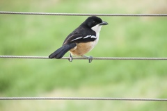 Laniarius ferrugineus