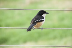 Laniarius ferrugineus