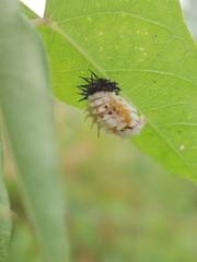 Chelymorpha cassidea image