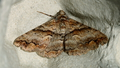 Gastrinodes bitaeniaria