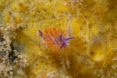 Flabellina