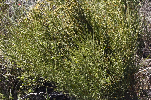 Leptomeria aphylla R.Br.