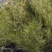 Leptomeria aphylla - Photo (c) cosmicseacow, osa oikeuksista pidätetään (CC BY-NC), lähettänyt cosmicseacow